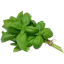 Базилік