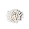 Квасоля (біла)