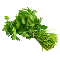 Коріандр свіжий