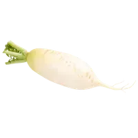 Дайкон (білий редис)