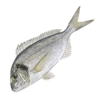 Спар (Дорада)