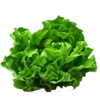 Листя салату