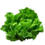 Листя салату