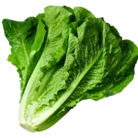 Салат Айсберг
