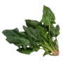 Шпинат