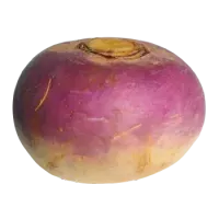 Ріпа